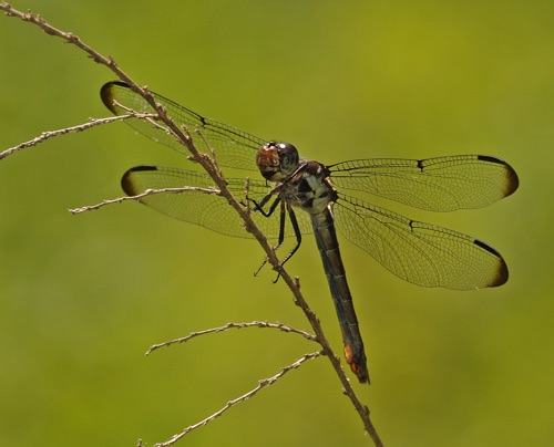 Female
2011_07_02_Floyd